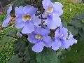 Bengal Clock Vine / Thunbergia grandiflora